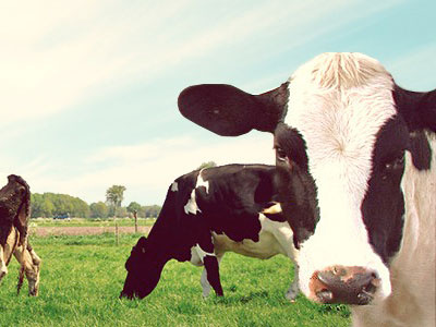 Kopps Love cows
