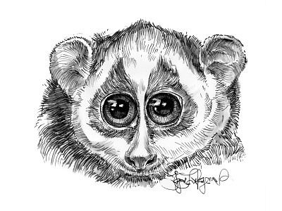 Slow Loris animal animals cute drawing slow loris