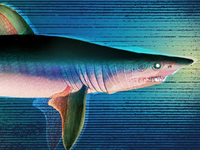 Apparel bravado merch design shark