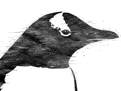 Penguin club fight penguin