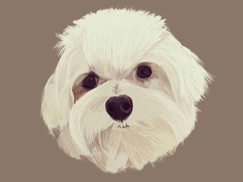 Digital Painting - Maltese art digital painting dog gif illustration maltese pet portrait photoshop wacom wip