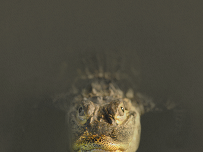 Reptile Wallpaper sneak peek 01 alligator crocodile reptile wallpaper