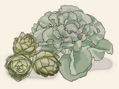 Avocado & Lettuce Illustration illustration photoshop