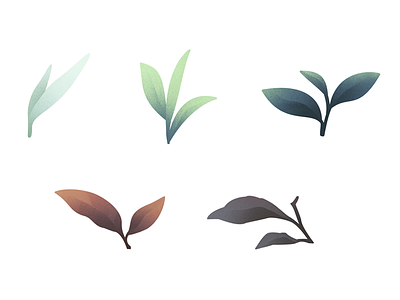 Tea types illustration tea vector