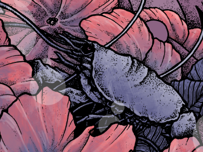 SHRIIIIMMMMM flowers illustration pink purple shrimp stippling