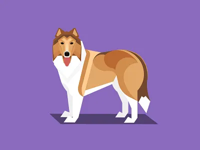 Rough Collie dog golden retriever puppy