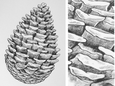 Pine drawing illustration line pinecone tattoo