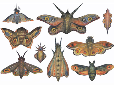 Collection browsing copy collection entomology insect artwork insects