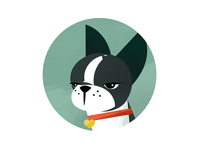 Coco Button boston terrier dog