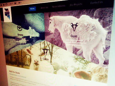 sheepy Landing page cattle clean flat goat home page landing page modern sheep web