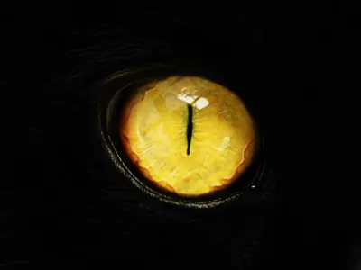Eye cat cute eye mysterious see yellow