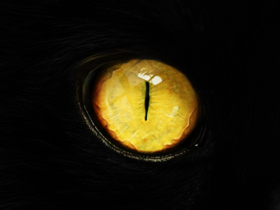 Eye cat cute eye mysterious see yellow