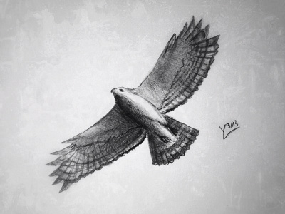 Hawk bird black white bw drawing image pencil sketch