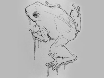 Frog frog sketch