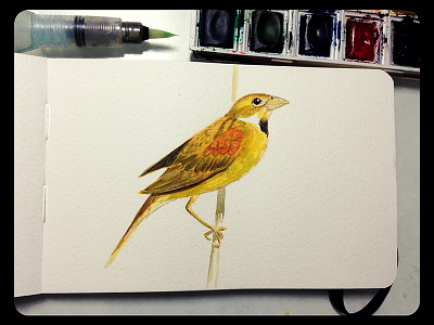 Dickcissel bird dickcissel illustration sketchbook watercolor