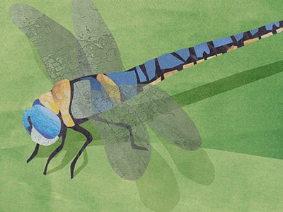 Southern Migrant Hawker Dragonfly bugs collage dragonfly insect