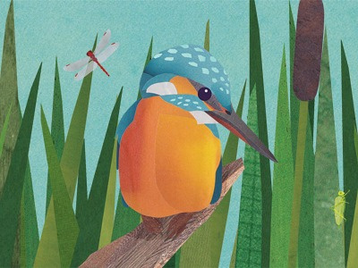 Kingfisher Cover birds collage kingfisher