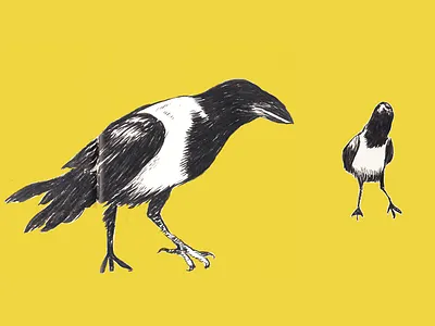 Pied Crows africa birds brush burundi coffee drawing ink