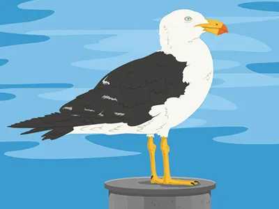 Surf Gull bird comic concept gull illustration seagull vector