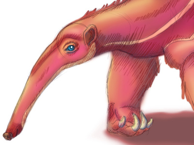 Anteater anteater daily sketch digital practice sketch