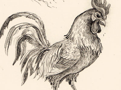 Cock bird black chiken cock illustration pensil sketch wine