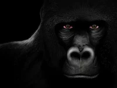 Gorilla illustration