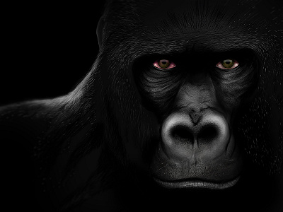 Gorilla illustration