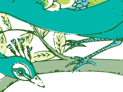 Peacock bird illustrator peacock vector