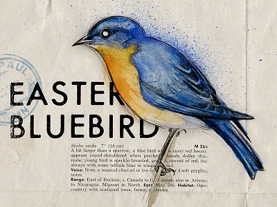 Ornithology 01 bird illustration