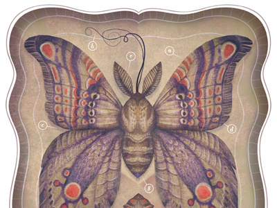Entomology Tab. VI entomology entomology collection insect collection insects moths