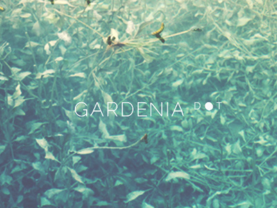 Gardenia Dot gardenia gardenia dot