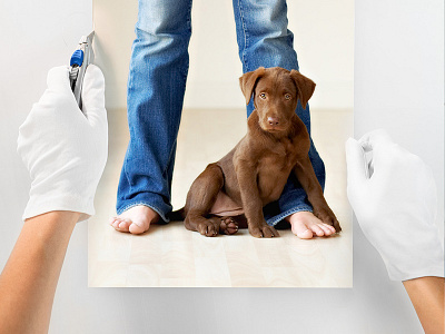 Beliefs Series beliefs box cutter comp cut cutting board design dog hands photo photography puppy trim