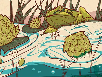 Frog cont. frog illustration marekolani photoshop swamp wip