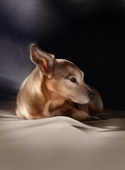 Penny dog pet portrait procreate