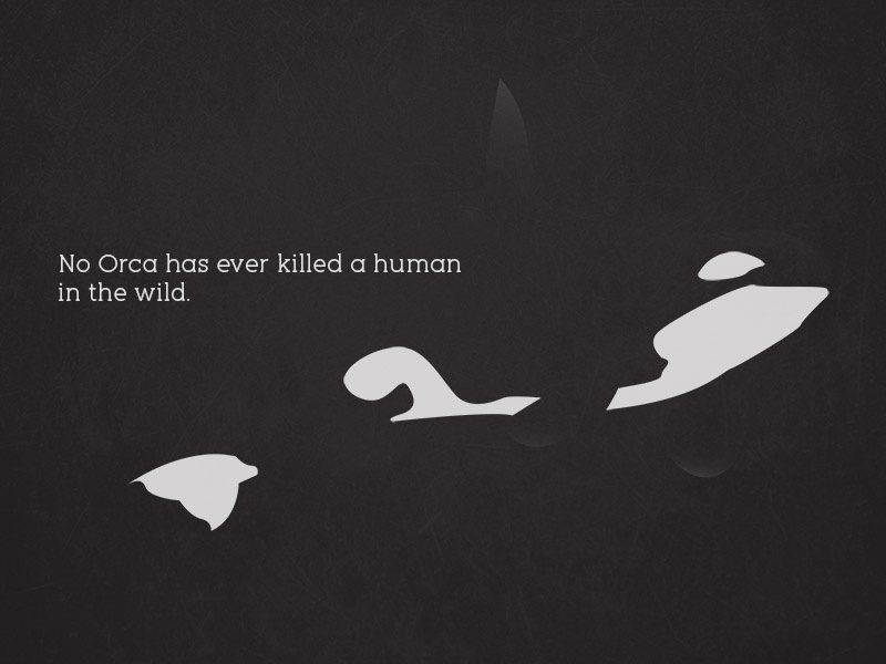 Example of Blackfish