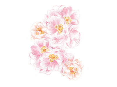 Flowers drawing flower illustration pattern