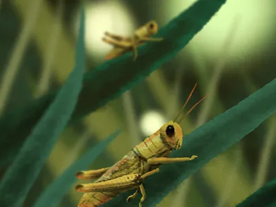 Hopbugs bugs crickets fireflies foliage grass grasshopper insects leaves nature
