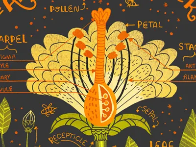 Flower Antomy Art print