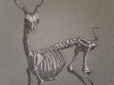 Deer For My Dear deer french paper illustration ink skeleton