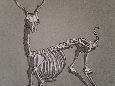 Deer For My Dear deer french paper illustration ink skeleton