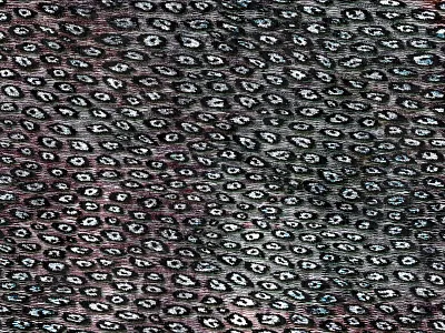 Leo Pantera animal fashion feline pantera pattern spots textile