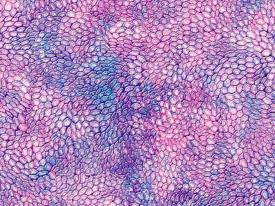 Snakeskin Violeta animal colour fashion pattern scales skin snake texture