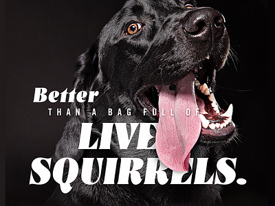 Dog Food Ad ad dark dog dog food fun funny squirrels tongue typography