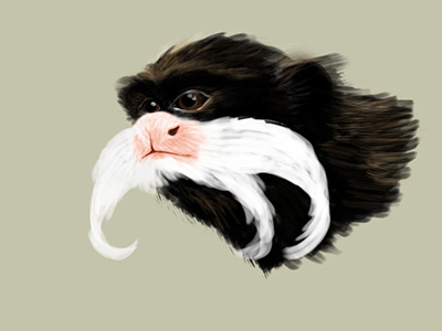 Der kleine Bartaffe affe monkey second sketch wacom