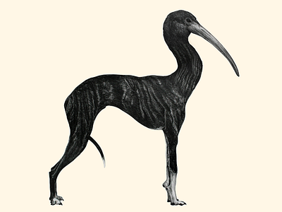 Animal number 2 animal mutants drawing galgo illustration silvia cairol