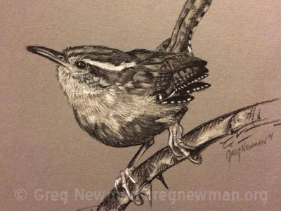 Carolina Wren Study bird birds charcoal drawing grey panpastel pastel study wildlife wren