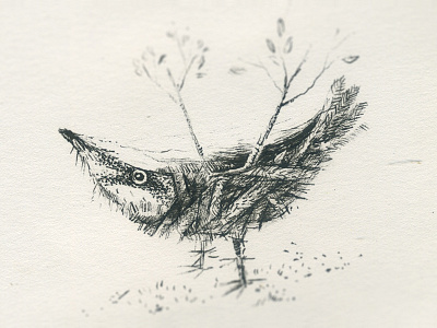 Bird Sketch drawing etching illustration sketch sketchbook