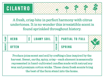 Cilantro
