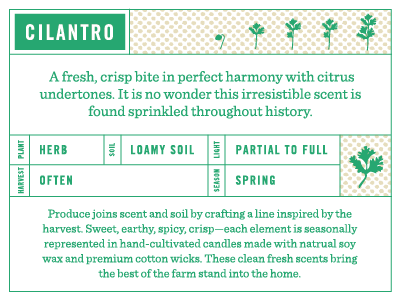 Cilantro