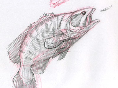 Bass Sketch bass drawing fish sketch